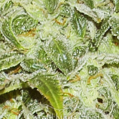 Слабо пахнущий сорт марихуаны тепличное выращивание конопли