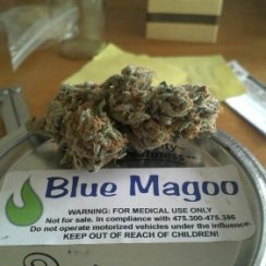 Blue Magoo