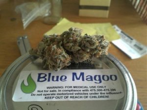 Blue Magoo