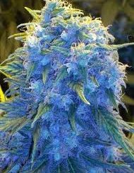 Blueberry Haze