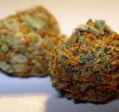 California Orange Bud