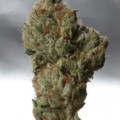 Cold Creek Kush