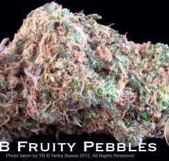 Fruity Pebbles