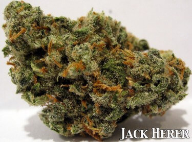 Jack herer сорт конопли проблемы марихуана
