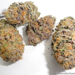 Purple AK-47