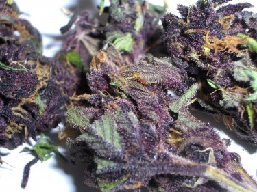 марихуана сорт purple