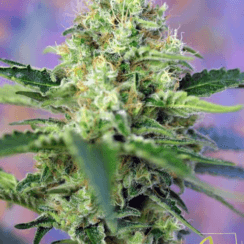Самый урожайный автоцветущий сорт марихуаны скачать тор браузер официальный бесплатно