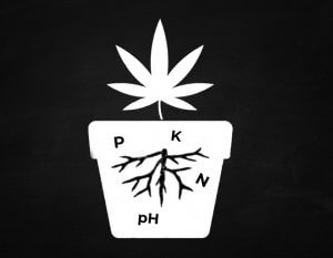 корневая система марихуаны