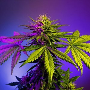 Растение марихуаны Fast Version