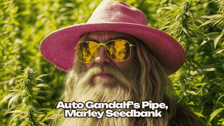 Auto Gandalf's Pipe от Marley Seeds