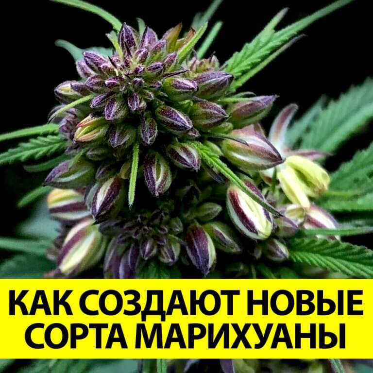 Энциклопедия сортов марихуаны, конопли, каннабиса-описание и фото.