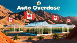 Сорт Auto Overdose канадского производителя Divine Seeds